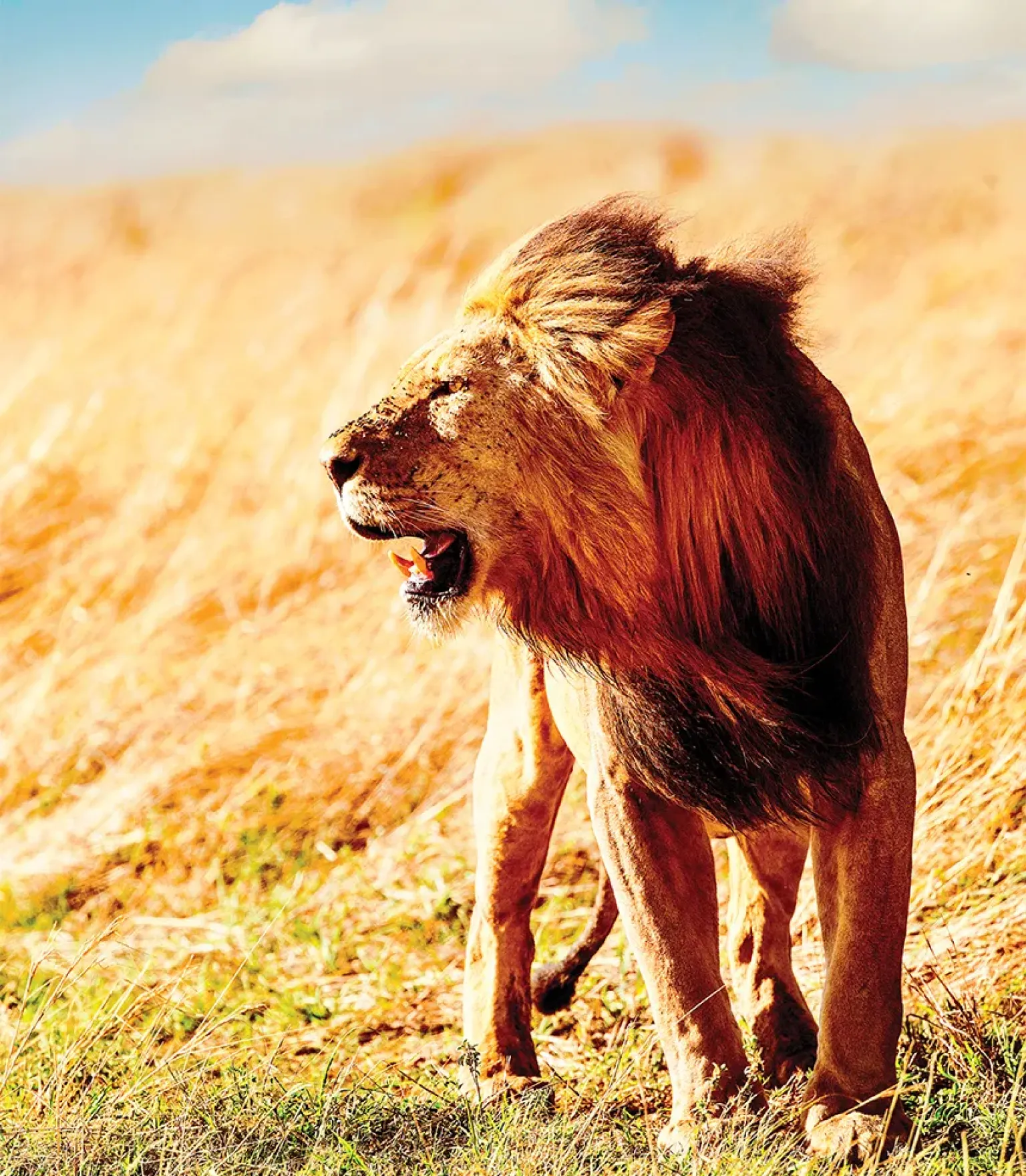 Kruger National Park