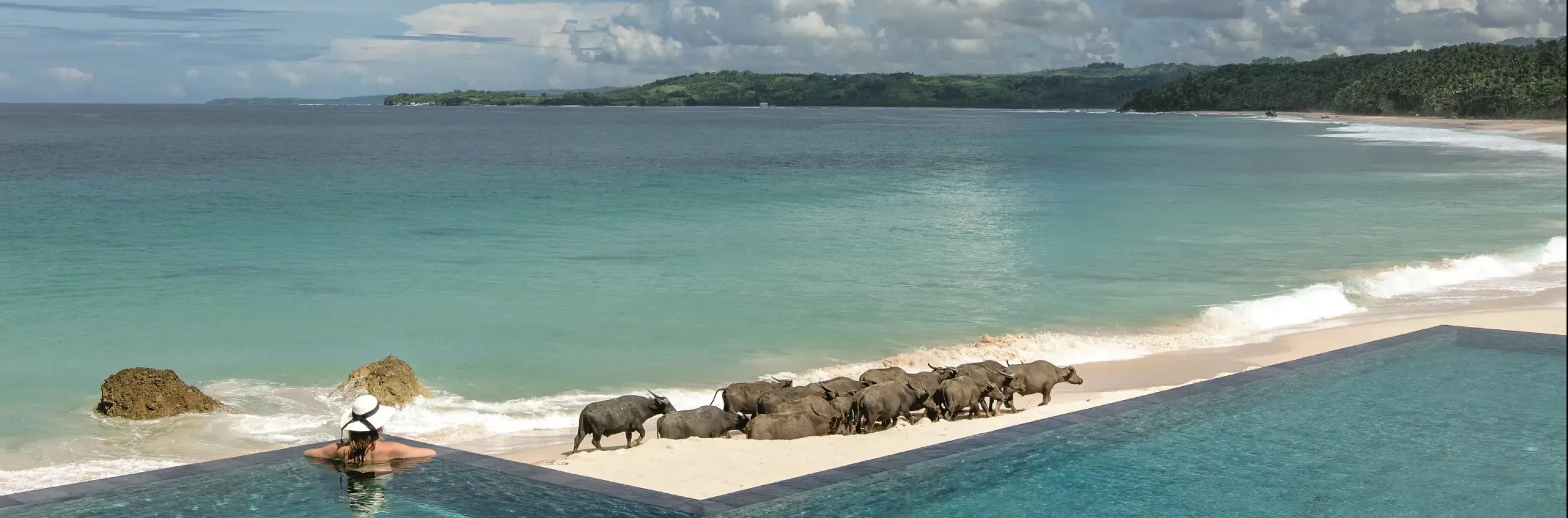 Buffles au Nio Beach Club