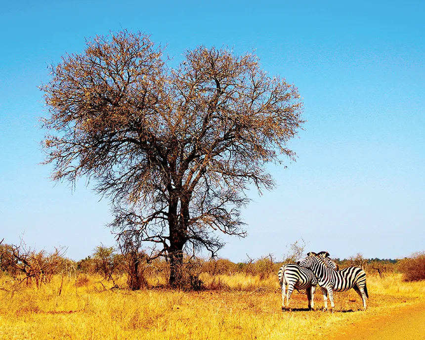 Kruger National Park